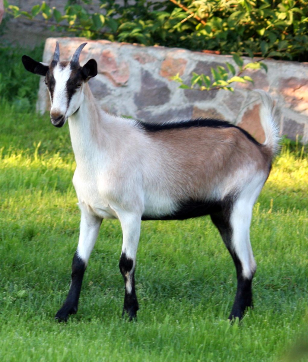 Альпийские козы Серна