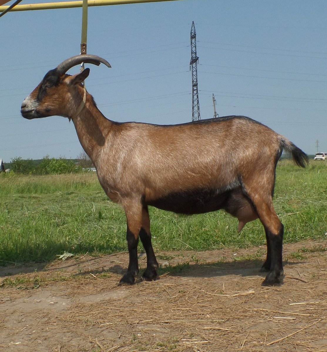 Альпийская тоггенбургская коза