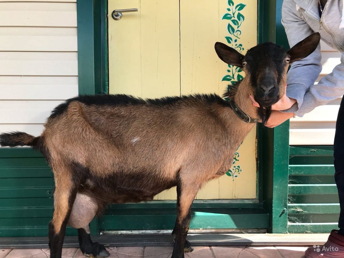 Альпийская комолая коза