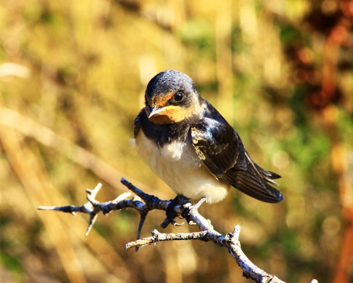 Соловей Пичужка
