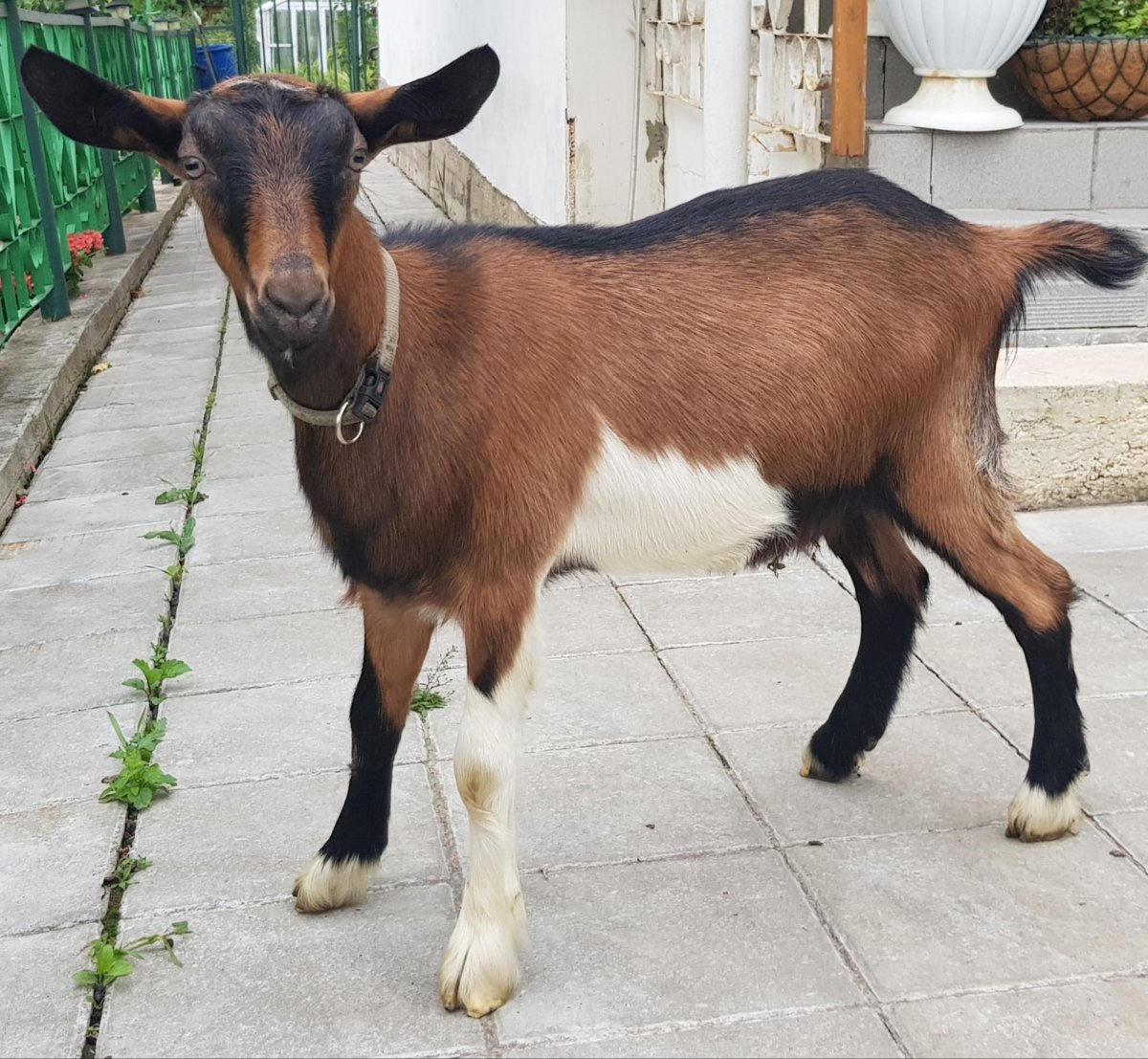 Высокогорная Альпийская коза