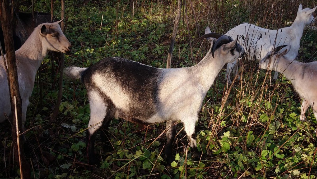 Коза зааненская Альпийская