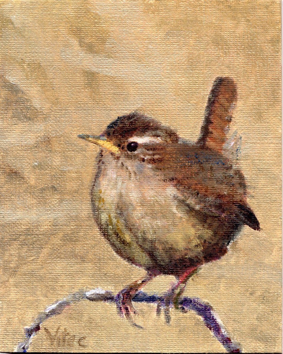 Крапивник акварель