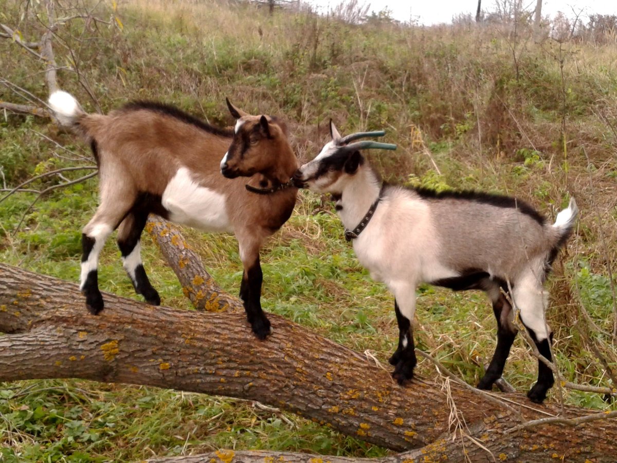 Альпийская коза пиакок
