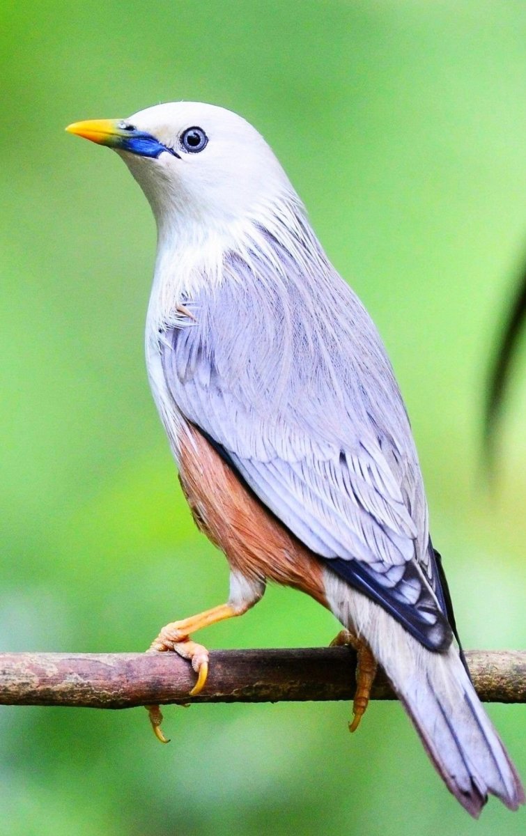 Птичка Пичужка