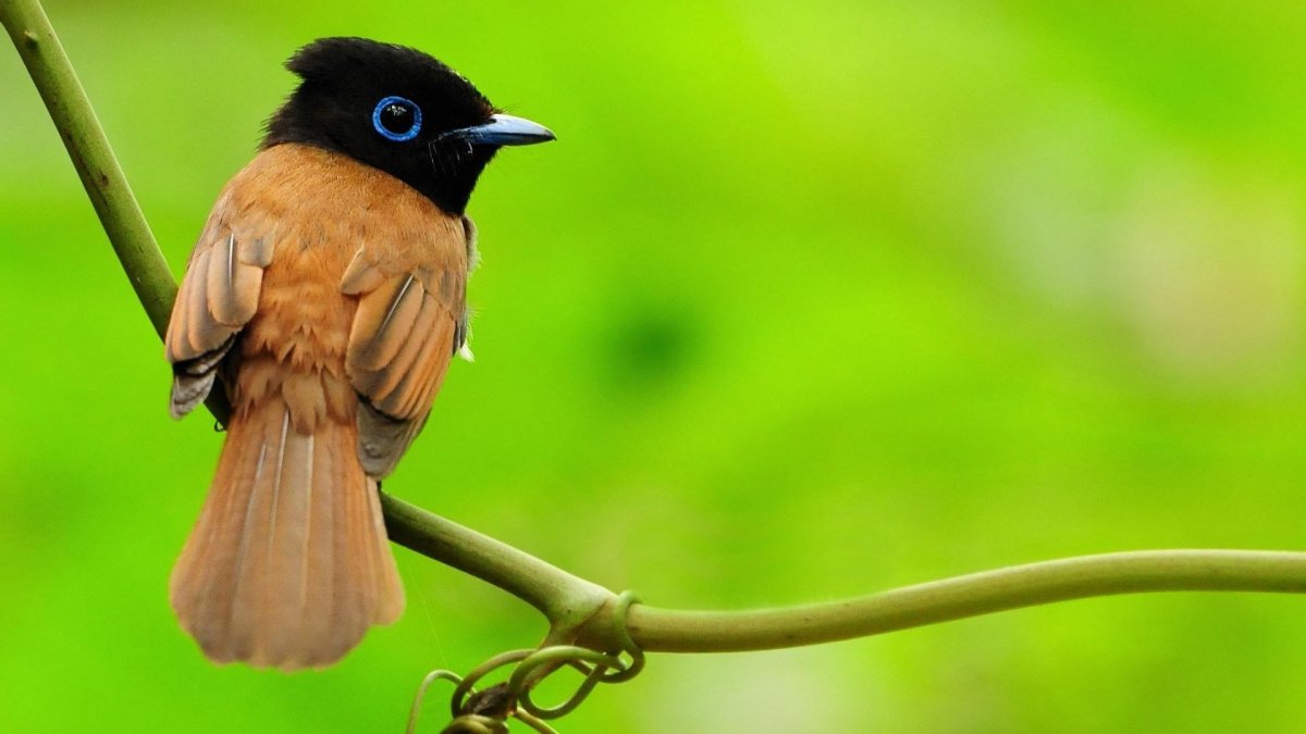 Красивые птицы