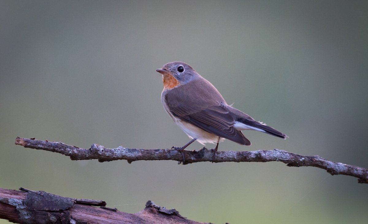 Малая Лесная Пичуга