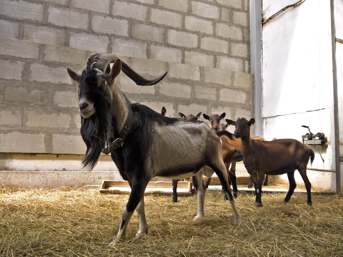 Высокогорная Альпийская коза