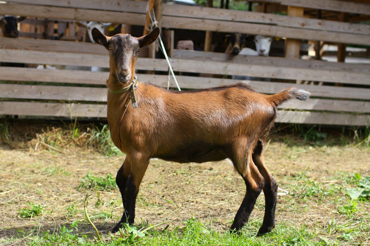Коза зааненская Альпийская