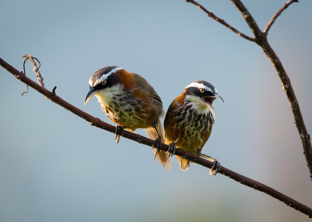 Мала Пичуга