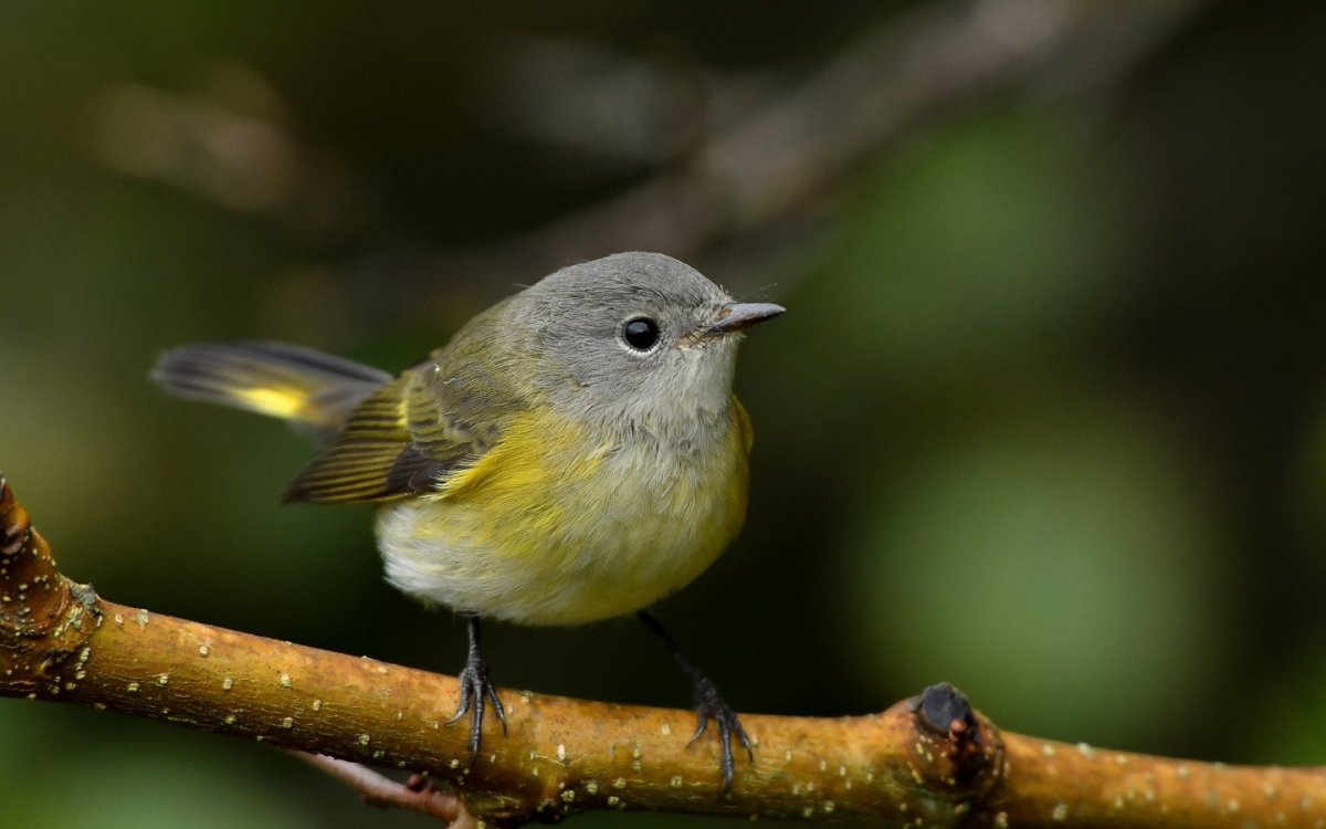 Пичуга обыкновенная