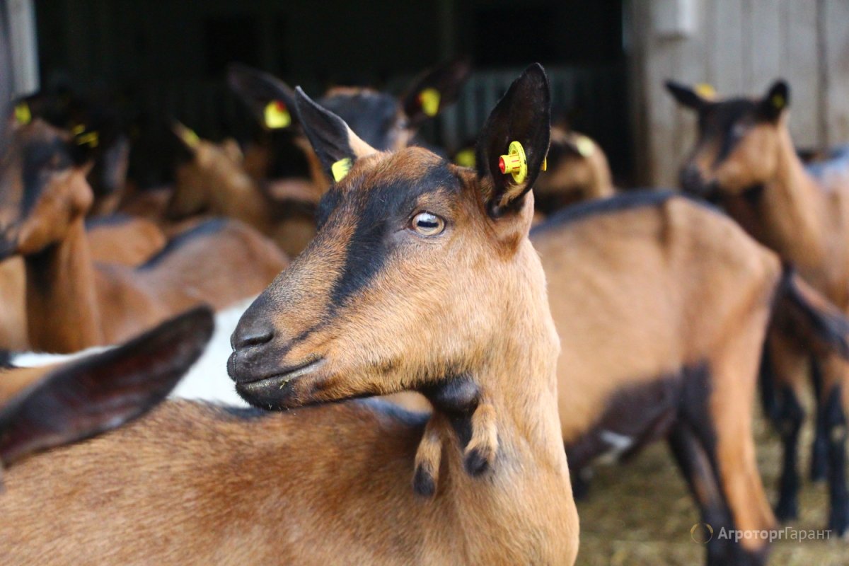 Горная козочка в Израиле