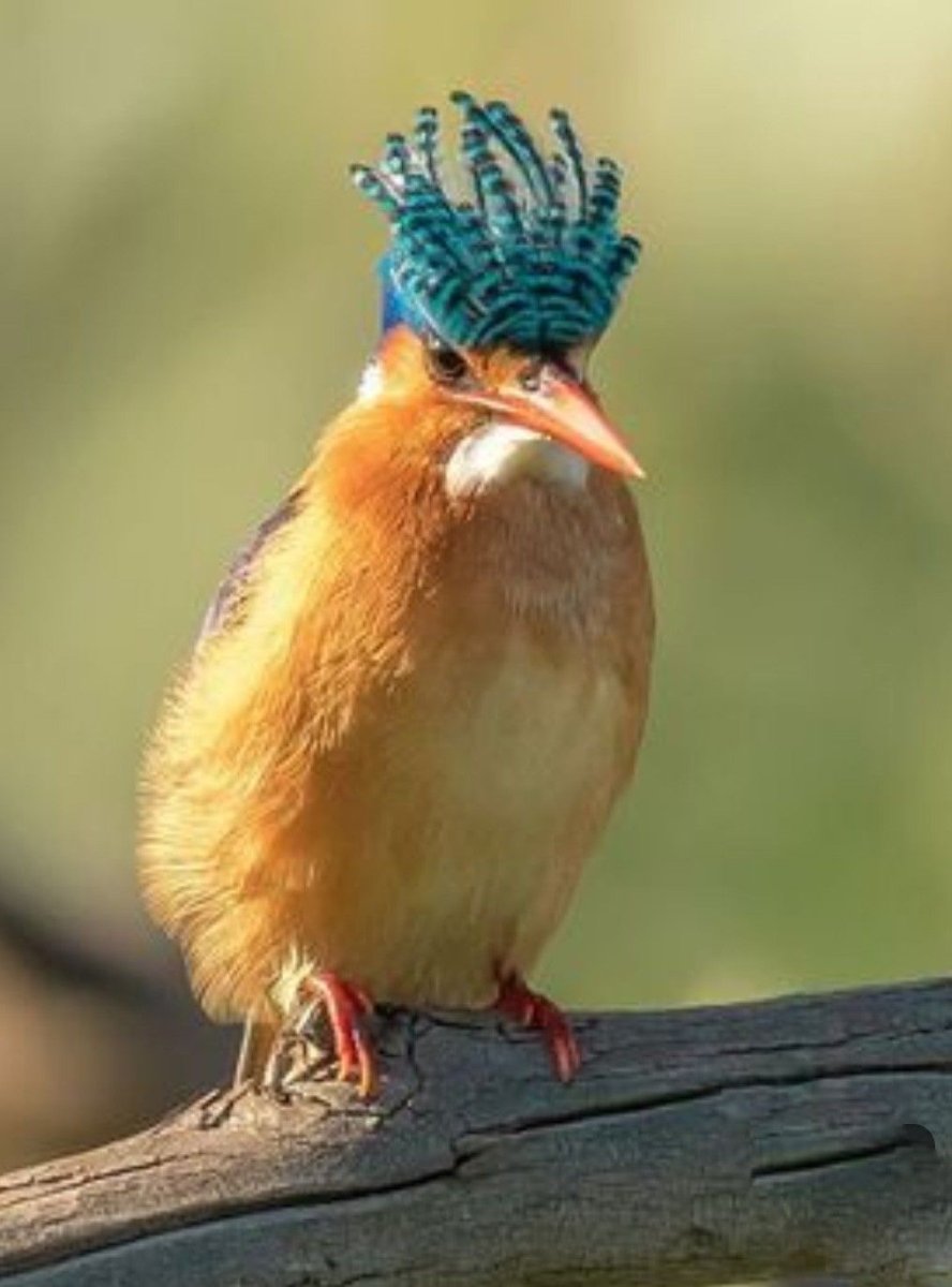 Тупая птица