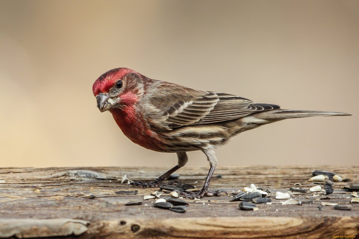 Пичуга птица обыкновенная