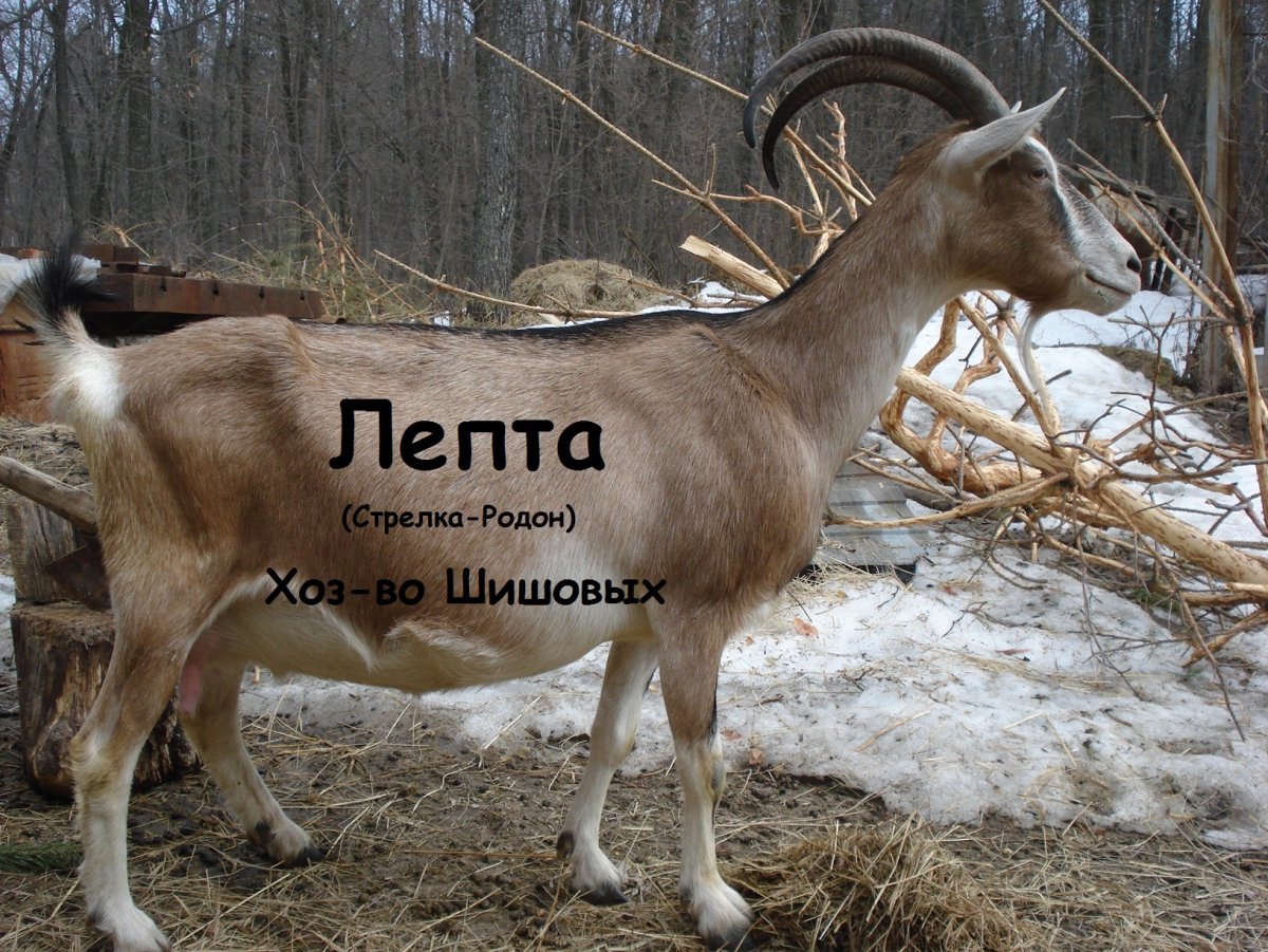 Коза зааненская Альпийская