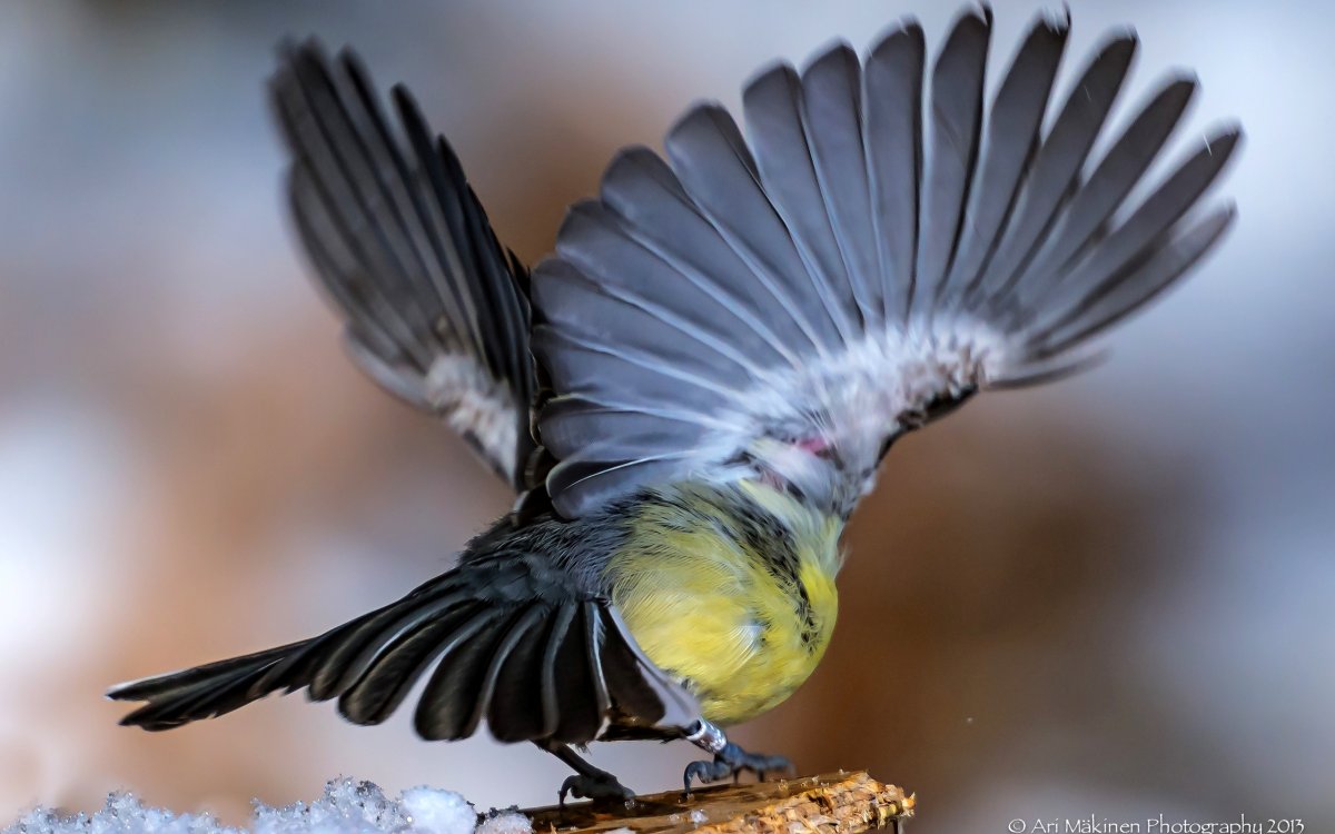 Птицы Прихоперья