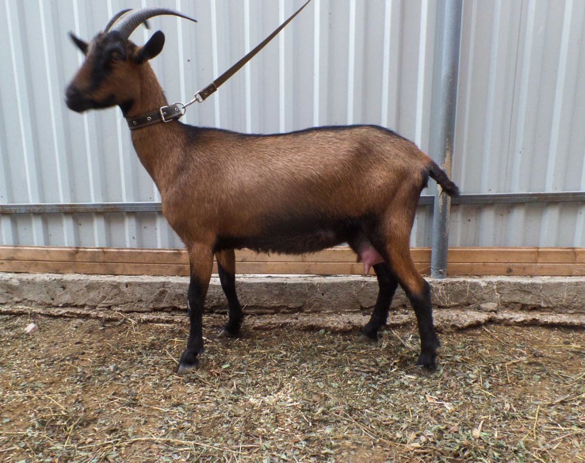 Альпийская комолая коза