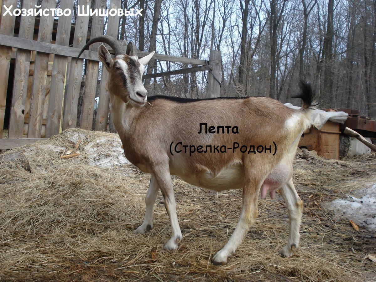 Высокогорная Альпийская коза