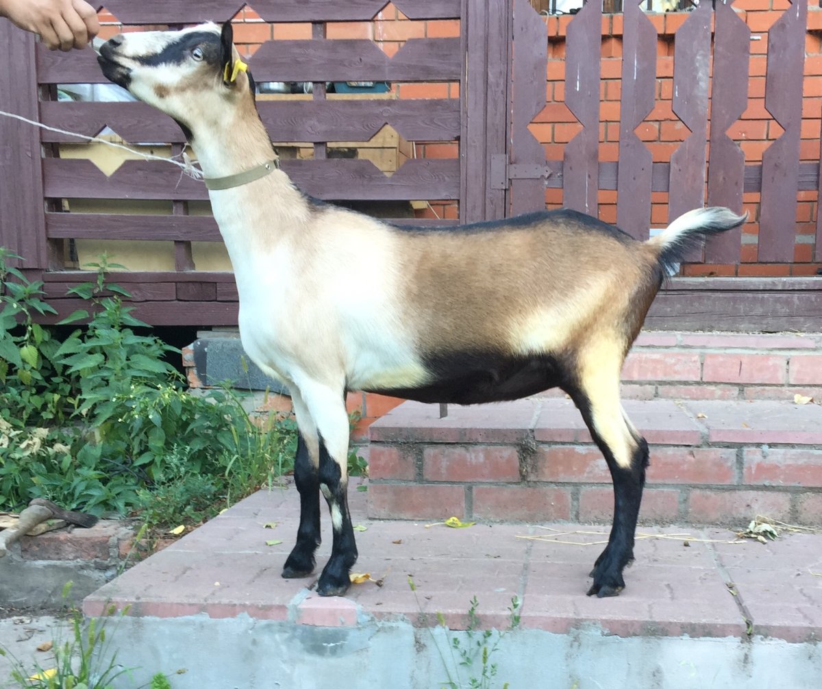 Альпийские козы Серна