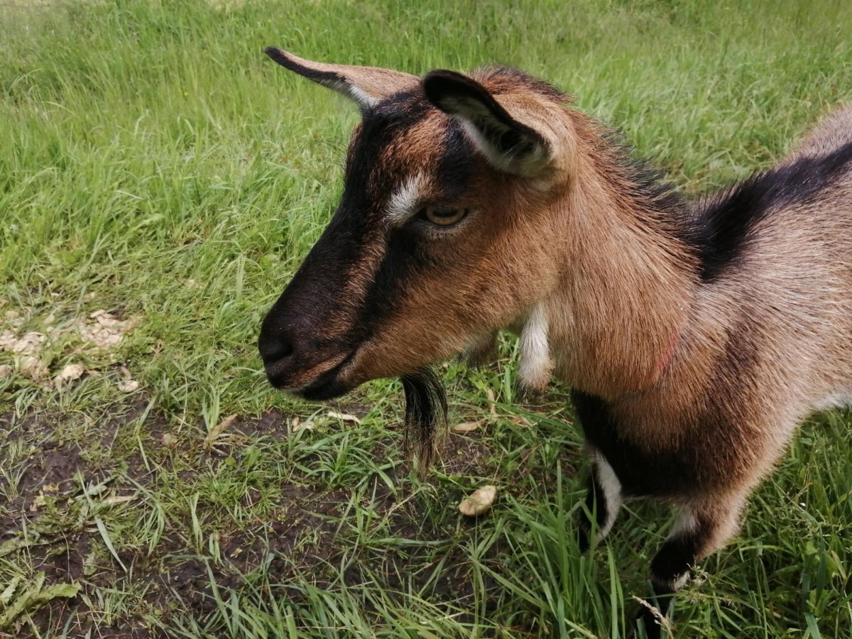 Альпийский козлик