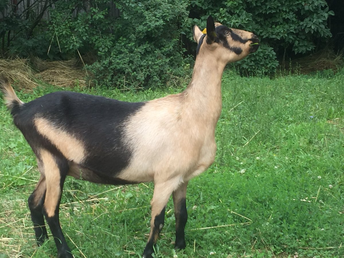 Альпийская молочная коза