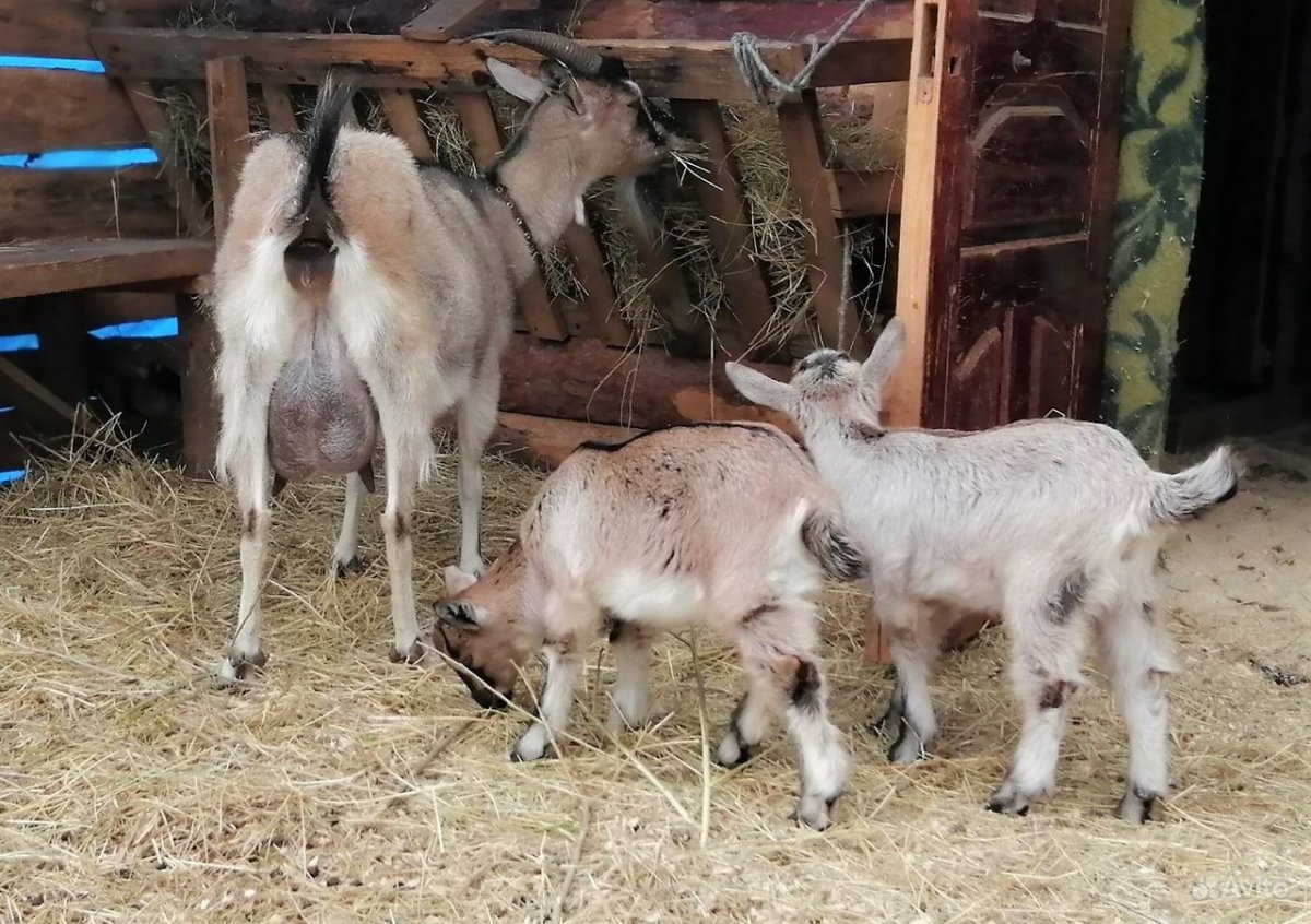 Альпо зааненская коза