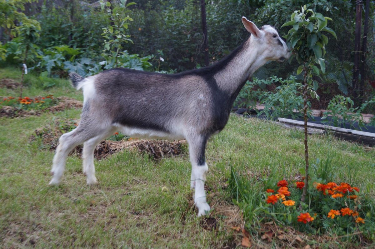 Альпийская коза с козлятами