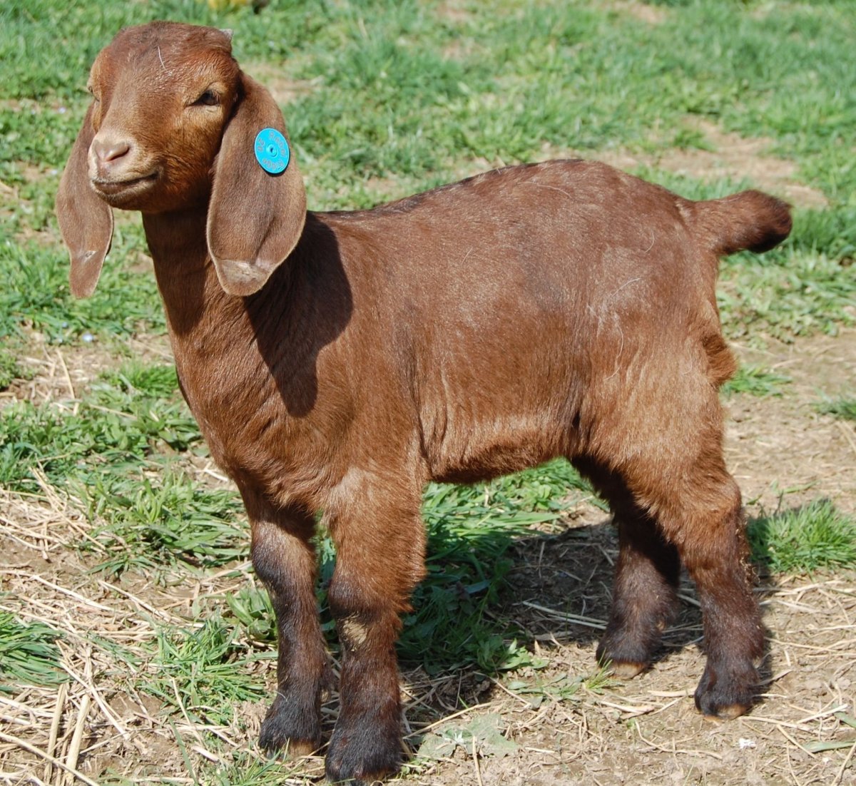 Козлята бурской породы