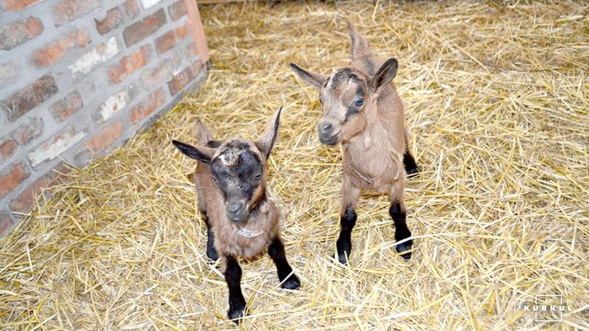 Альпийская коза с козлятами