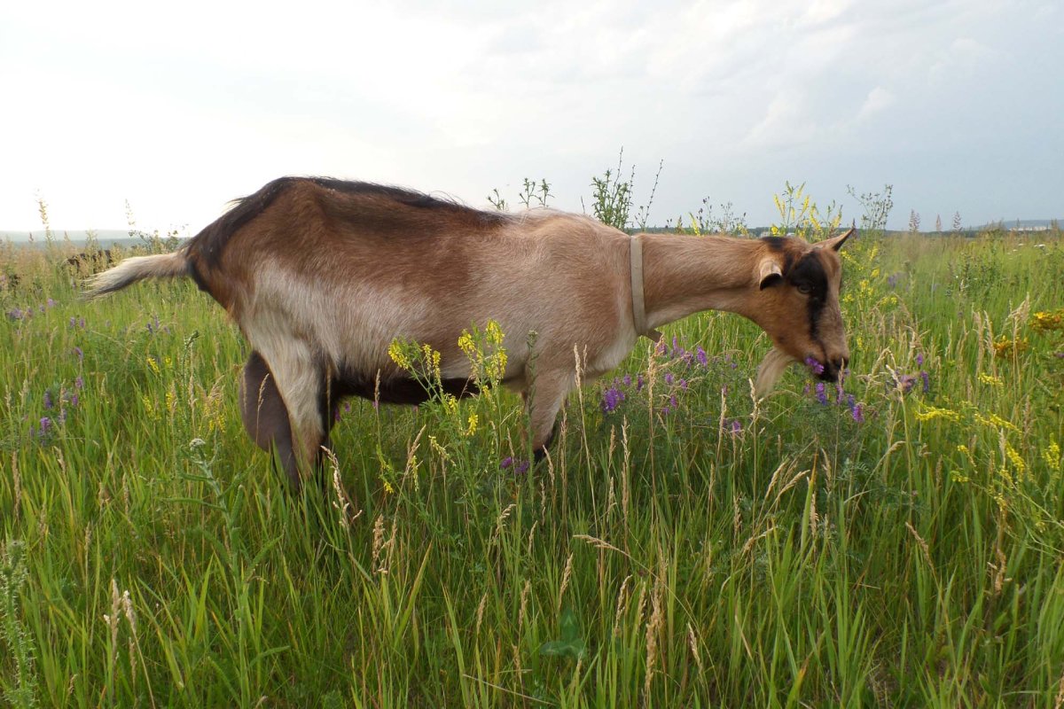Красноозерное Альпийские козы