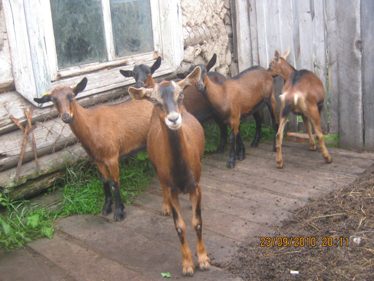 Альпийская чешская порода коз