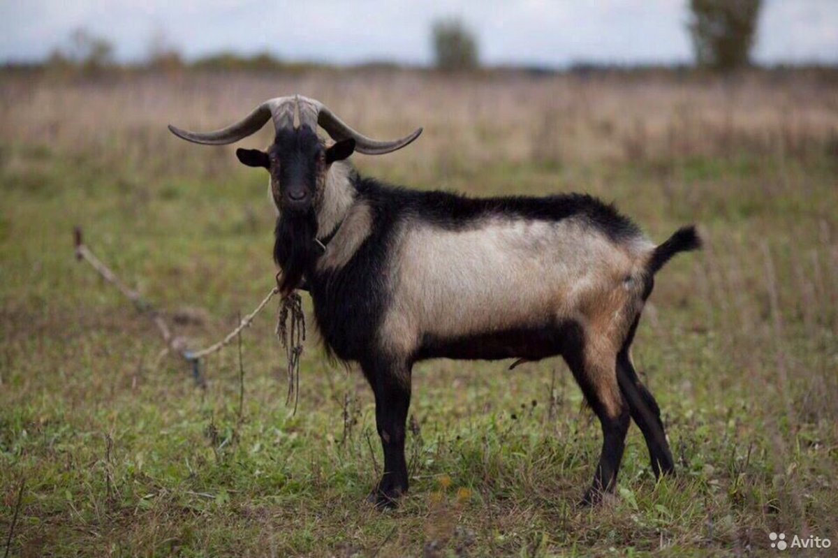 Козел альпийской породы