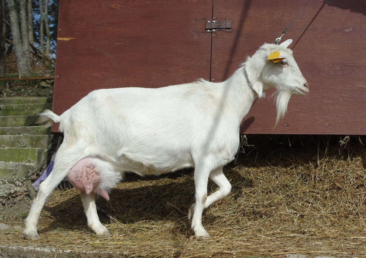Коза зааненская Альпийская