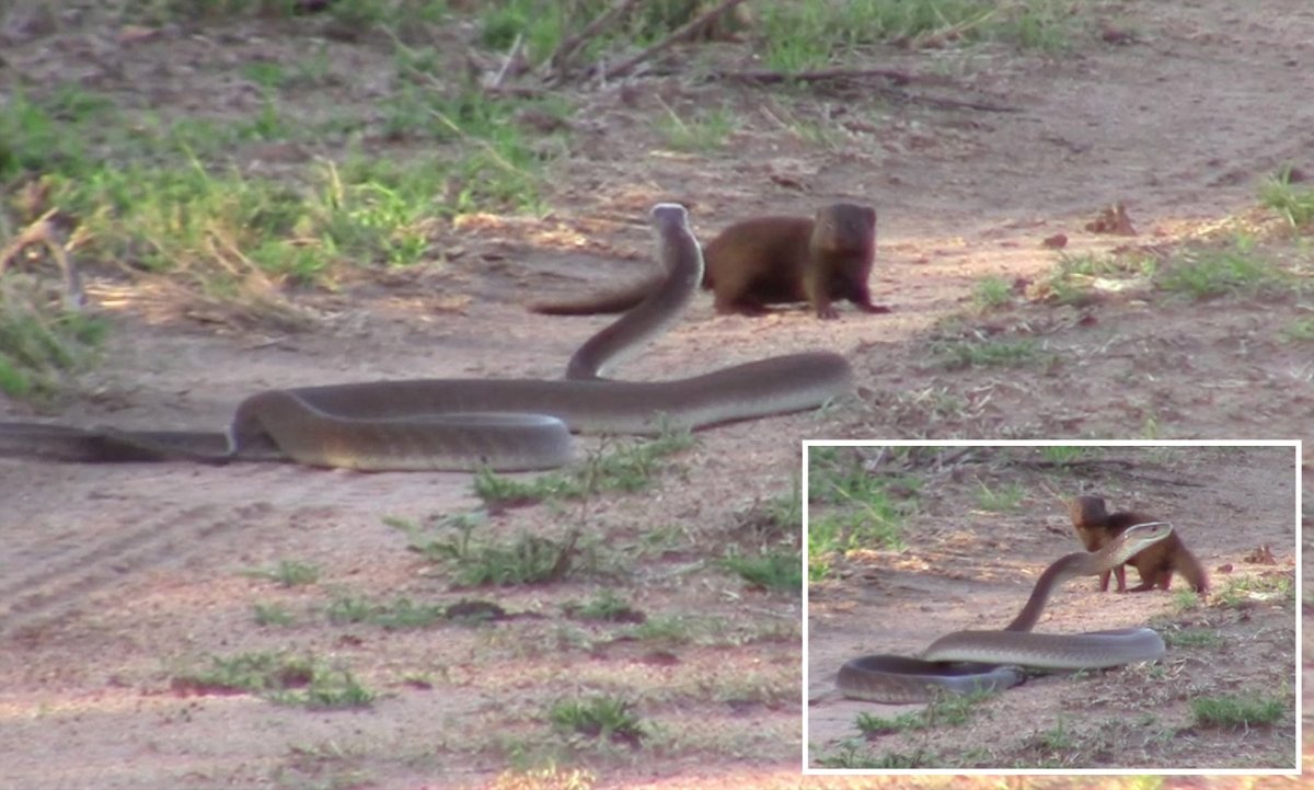 Королевская Кобра против черной мамбы