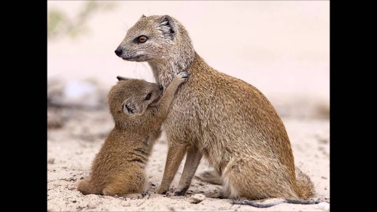 Индийская Кобра и Мангуст Мангуст