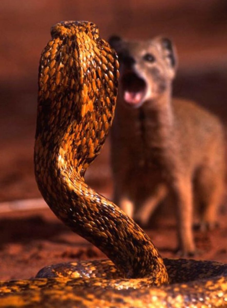 Сурикат vs Мангуст