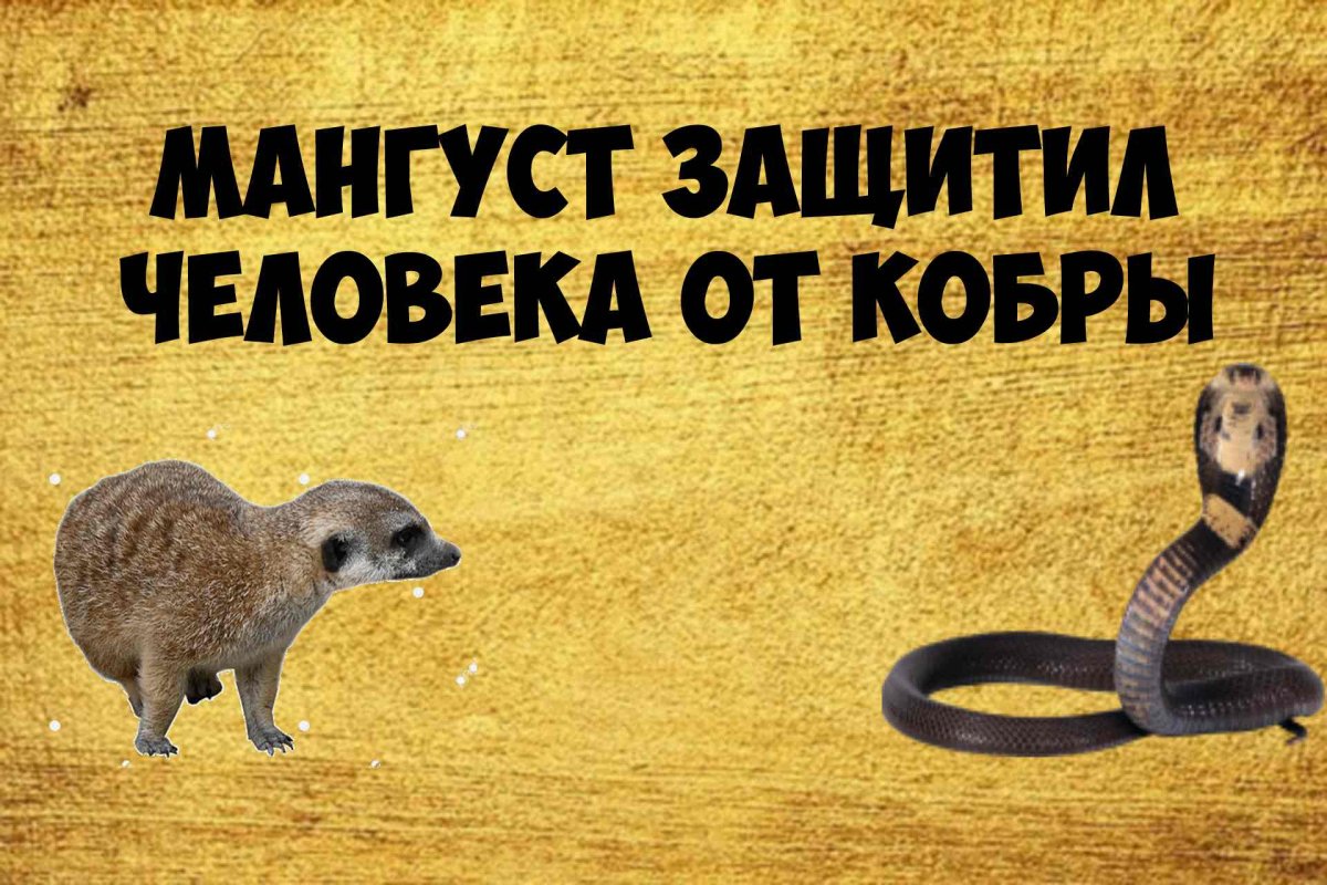 Мангуст защищает животных