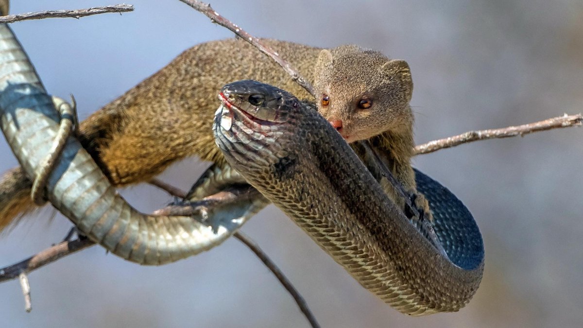 Рыжеватый Мангуст