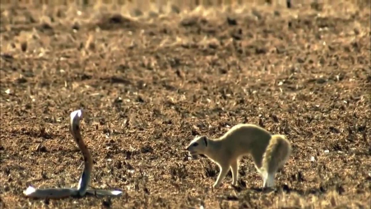 Охотник на змей животное