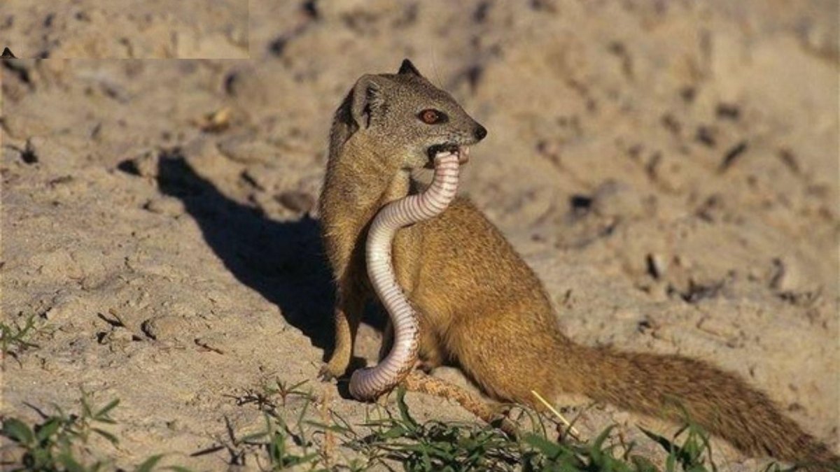 Мангуст и Кобра