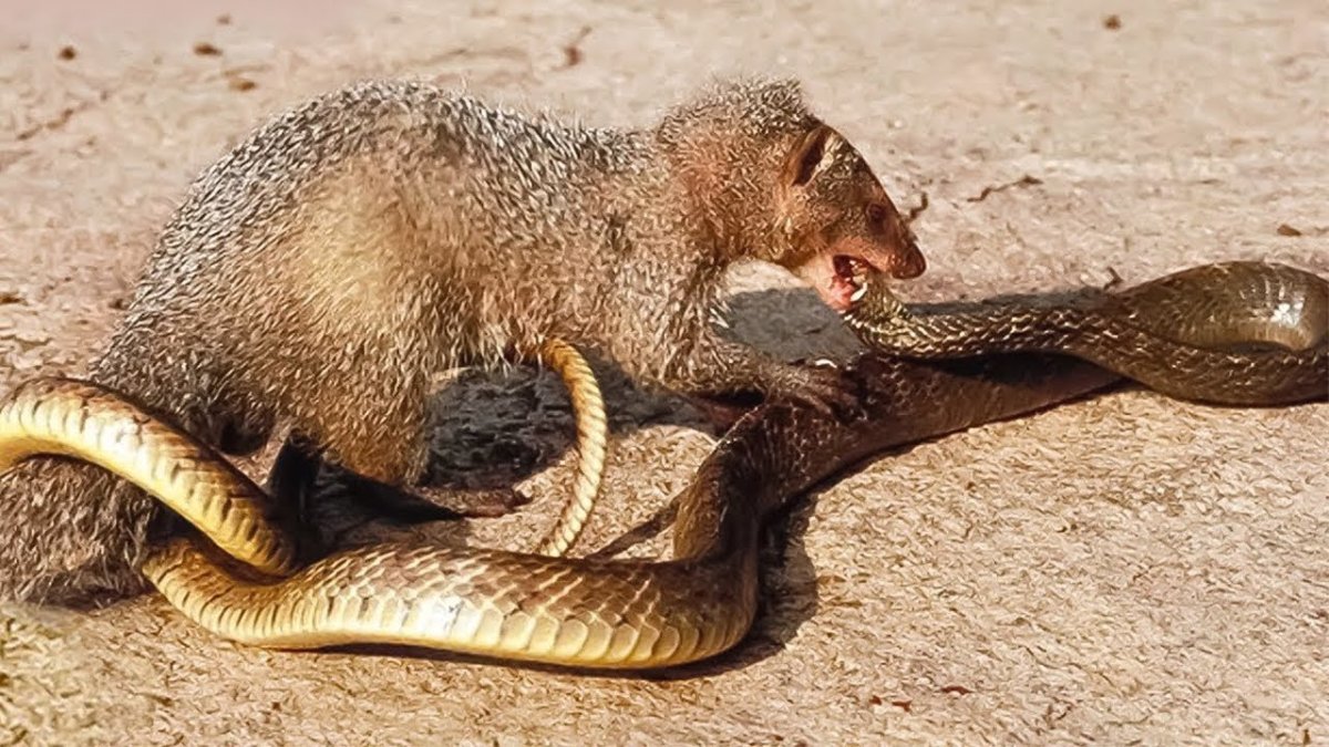 Мангуст против кобры