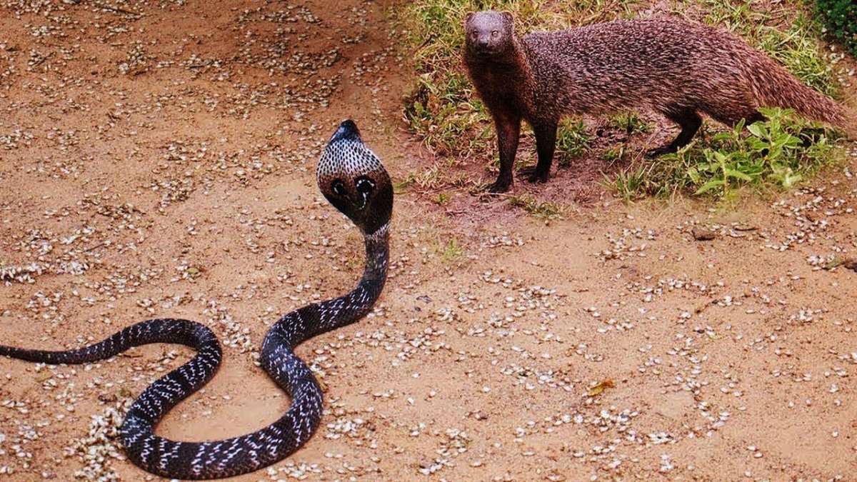 Королевская Кобра и Мангуст