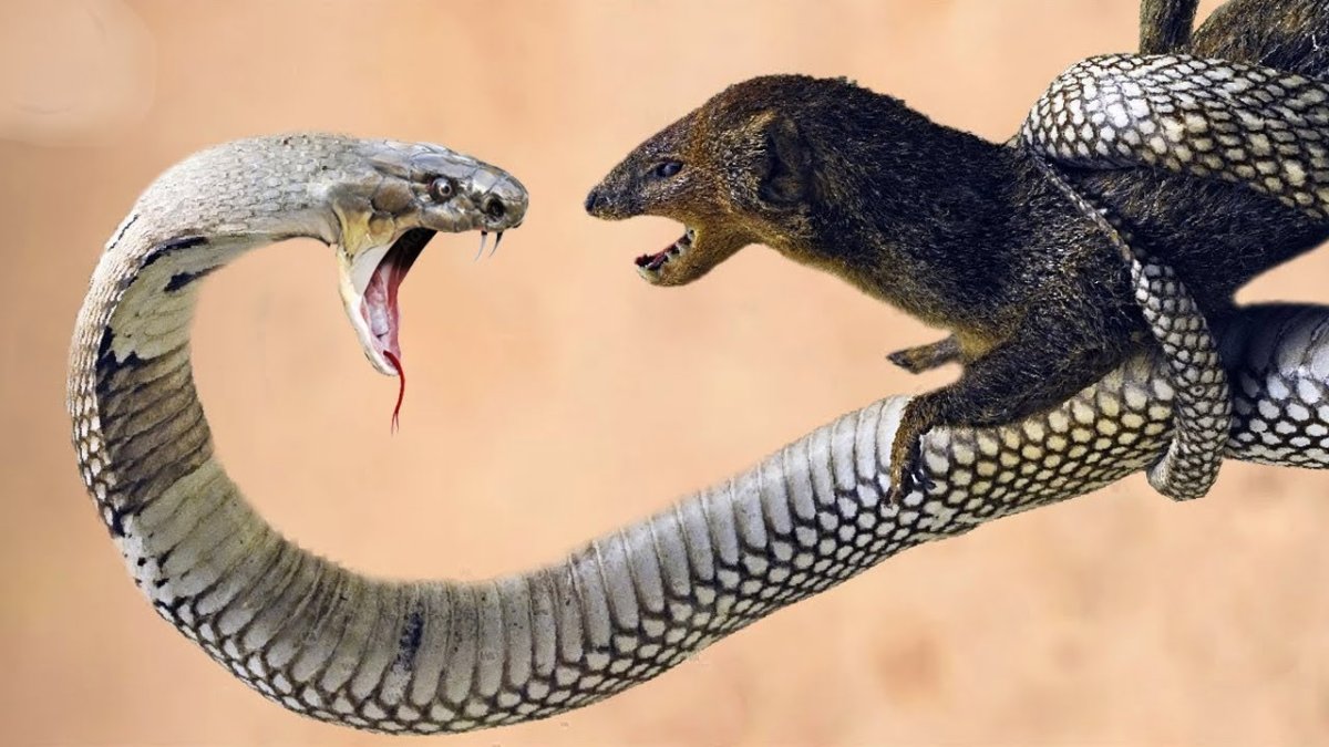 Королевская Кобра против мангуста