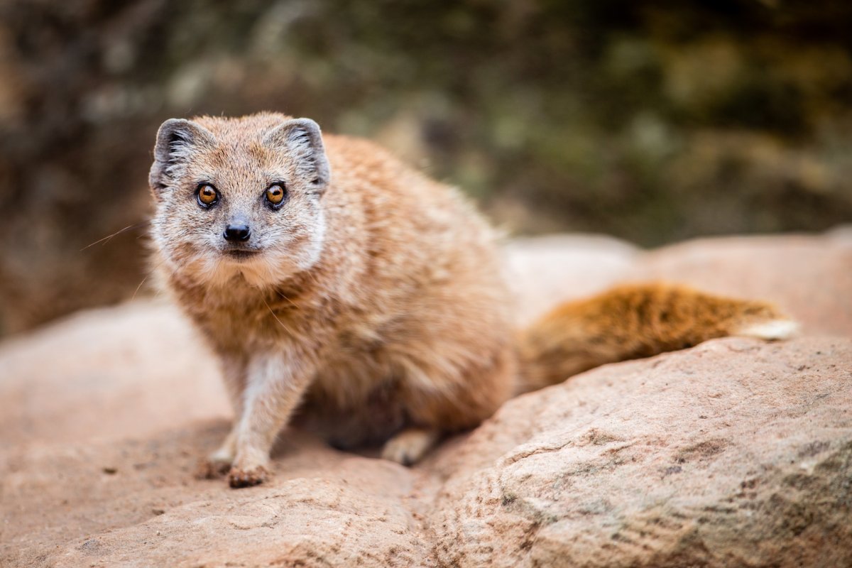 Реакция мангуста Мем