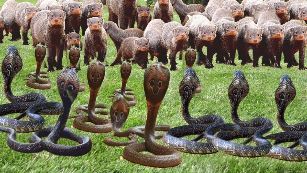 Мангуст против змеи