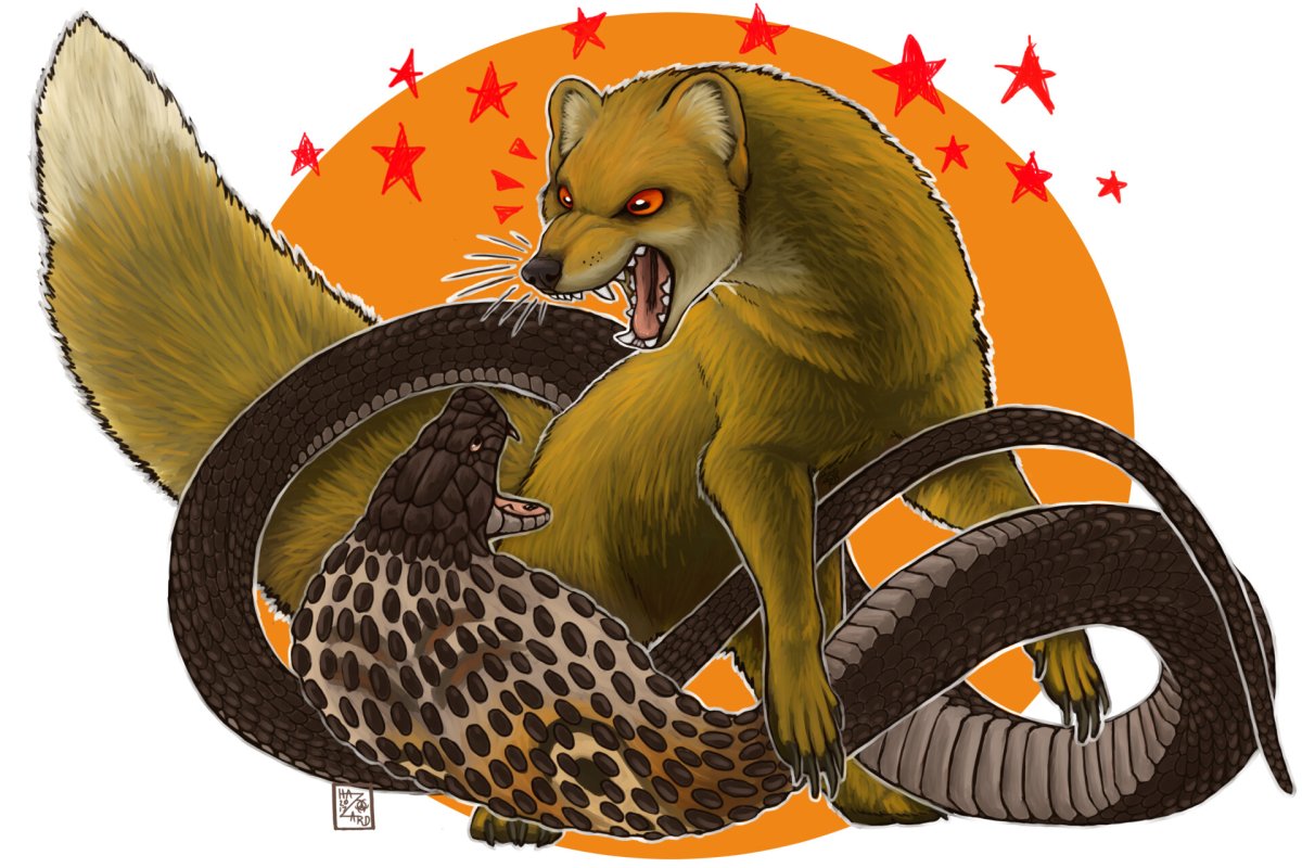 Тотем Мангуст