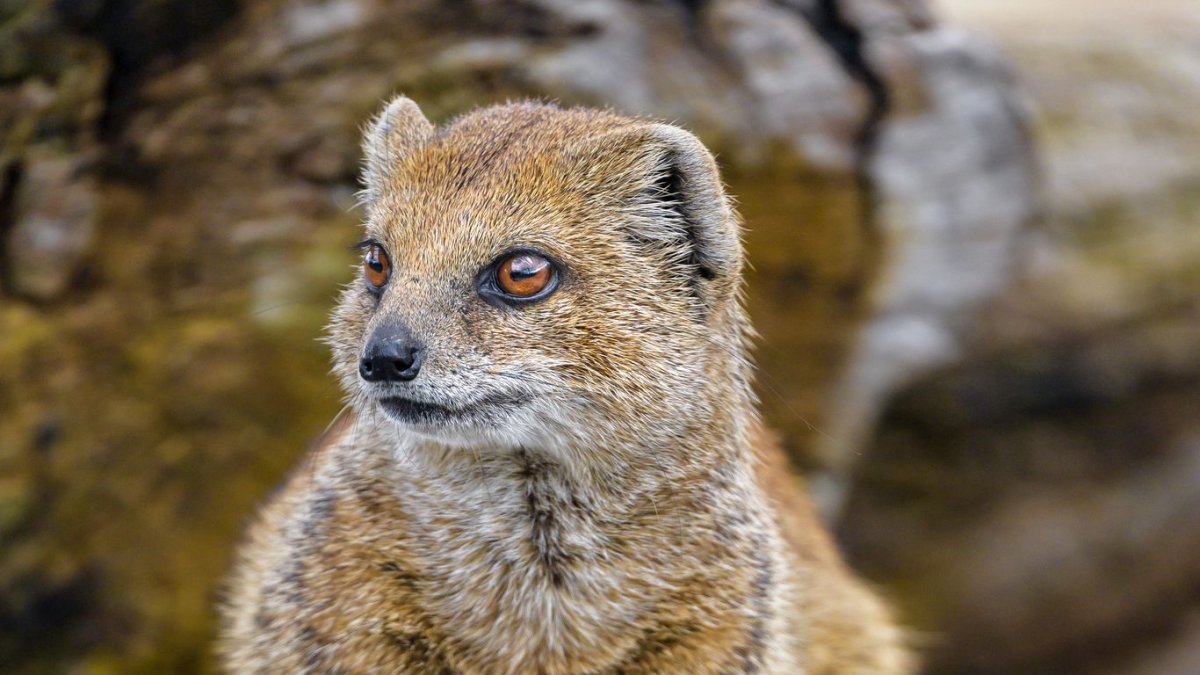 Сурикаты охотятся на змей