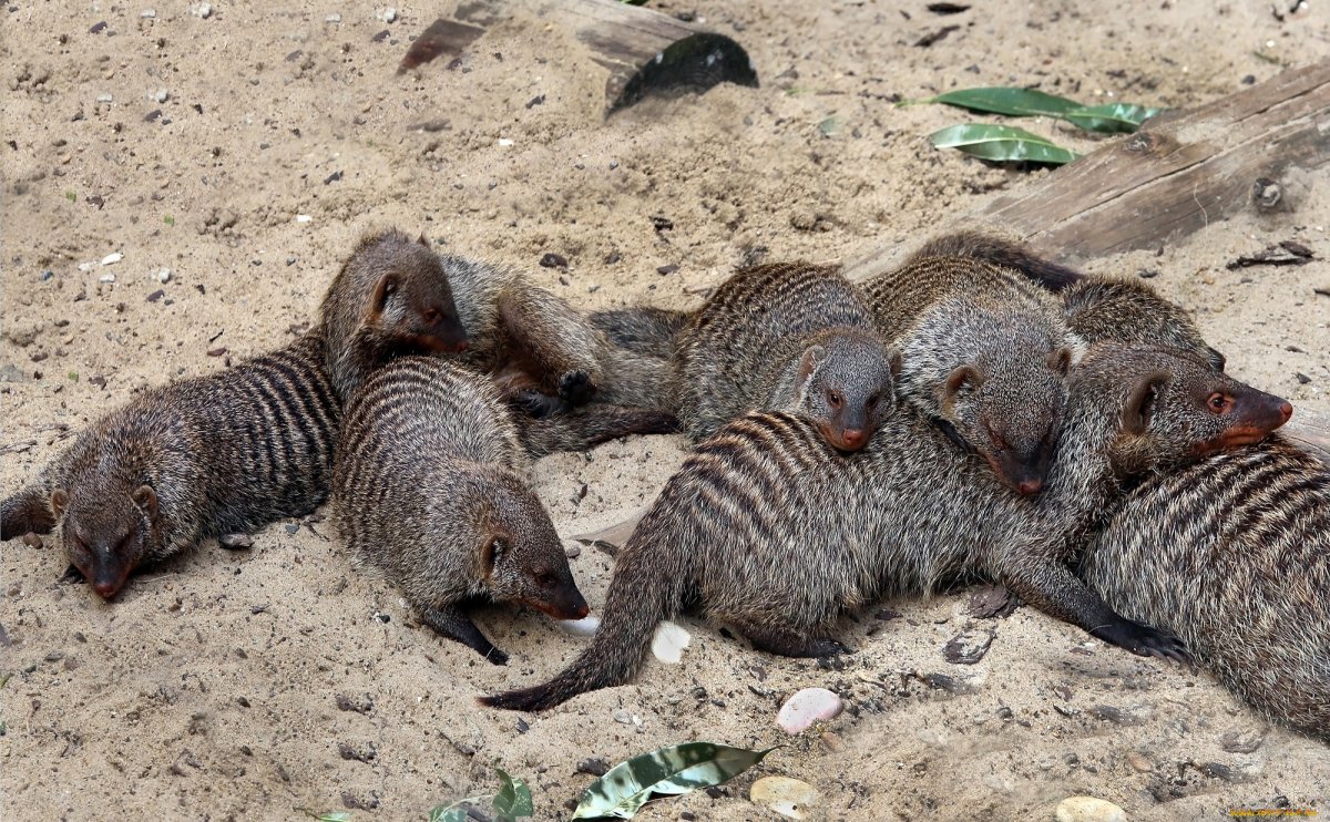 Мангусты семья