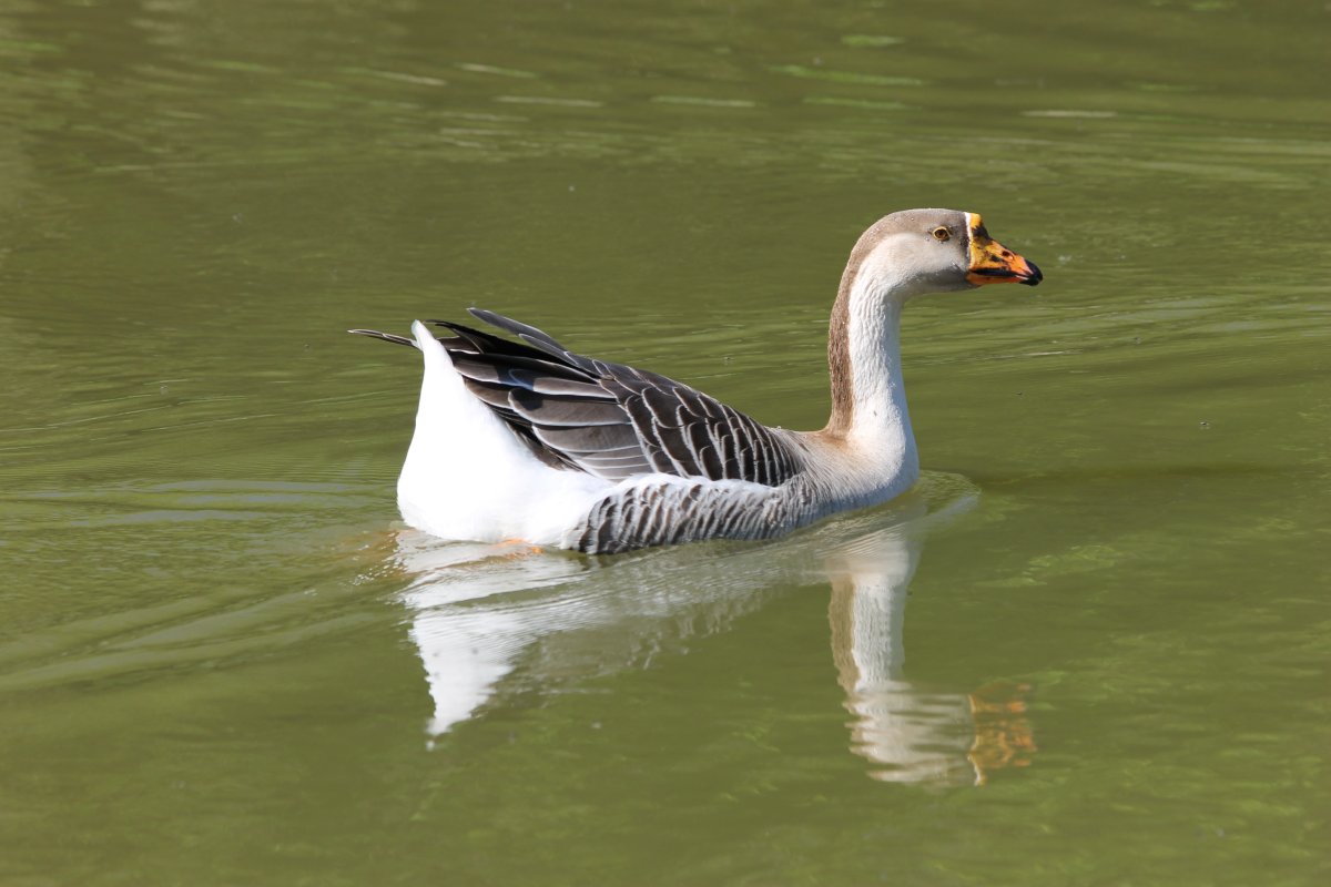 Водоплавающие перелетные птицы
