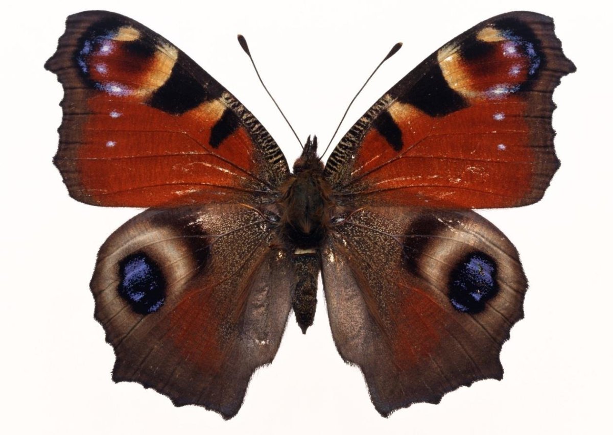 Бабочка Шоколадница